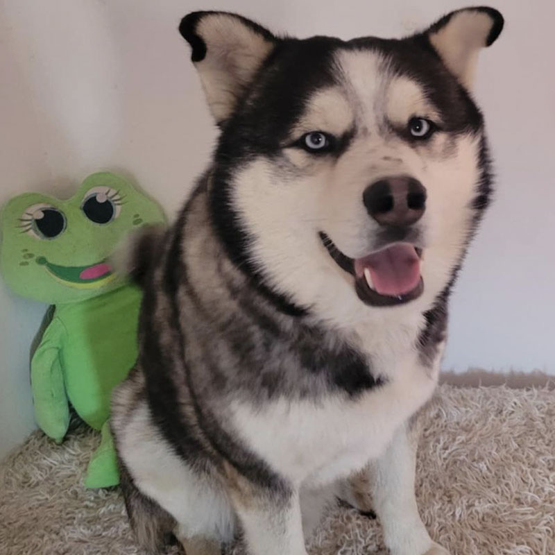 Draco